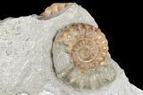 Fossil Ammonites (Promicroceras) on Limestone - Lyme Regis #166651-1